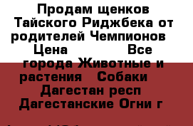 Продам щенков Тайского Риджбека от родителей Чемпионов › Цена ­ 30 000 - Все города Животные и растения » Собаки   . Дагестан респ.,Дагестанские Огни г.